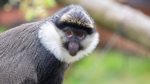 Monkey Life kép