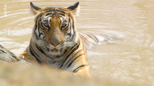 Destination Wild: India kép