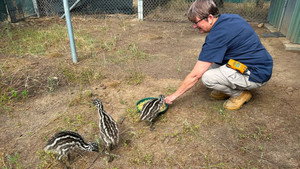 Taronga: Who's Who in the Zoo 6. évad Ep.7 7. epizód