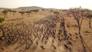 Élet a Serengeti Nemzeti Parkban kép