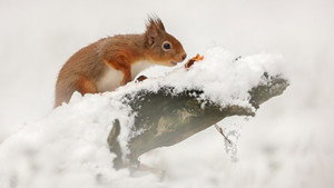 Winterwatch 14. évad Ep.3 3. epizód