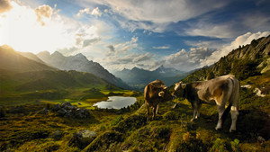 Unsere wilde Schweiz kép