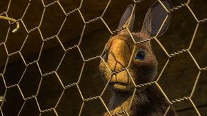 Watership Down kép