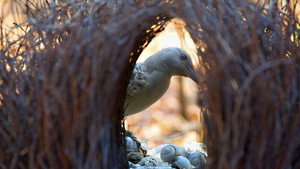 Nature 15. évad Ep.10 10. epizód