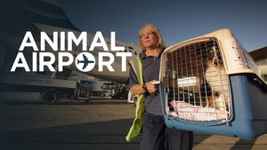Animal Airport kép