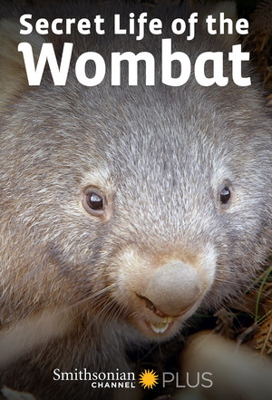 Secret Life of the Wombat poszter