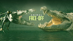 Animal Face-Off kép