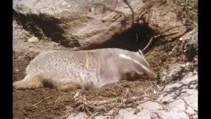 Mutual of Omaha's Wild Kingdom 3. évad Ep.4 4. epizód
