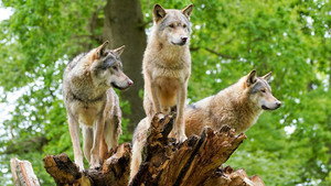 Animal Park 20. évad Ep.9 9. epizód