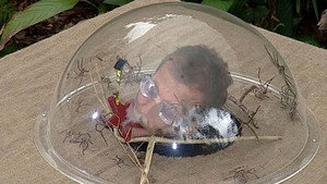 I'm a Celebrity...Get Me Out of Here! 7. évad Ep.19 19. epizód