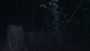 Marble Hornets: Rosswood 1. évad Ep.5 5. epizód
