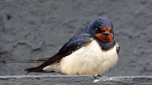 Springwatch 21. évad Ep.10 10. epizód