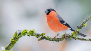Winterwatch 14. évad Ep.2 2. epizód