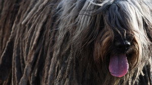 Crufts 16. évad Ep.8 8. epizód