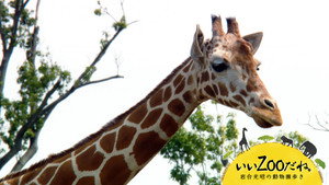 いいZooだね。～岩合光昭の動物園歩き～ kép