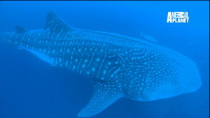 The Magic of the Big Blue. Seven Continents 1. évad Ep.3 3. epizód
