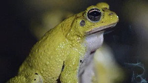 Costa Rica : Le réveil de la nature 1. évad Ep.3 3. epizód