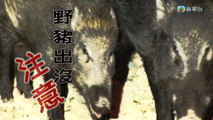 新聞掏寶 1. évad Ep.251 251. epizód
