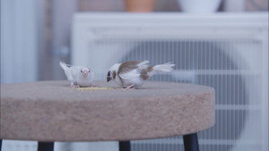 逃げるは恥だが役に立つ ムズキュン!特別編 1. évad Ep.7 7. epizód