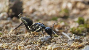 Au royaume des fourmis kép
