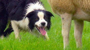 Countryfile 33. évad Ep.38 38. epizód