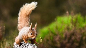 Springwatch 17. évad Ep.9 9. epizód
