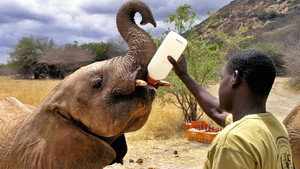 Elephant Diaries 1. évad Ep.3 3. epizód