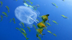 Reef School 1. évad Ep.15 15. epizód
