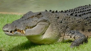 Ausztrál állatkert - Steve Irwin öröksége 3. évad Ep.7 Robert és a veszedelmes Bosco