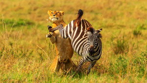 Brotherhood of Lions kép