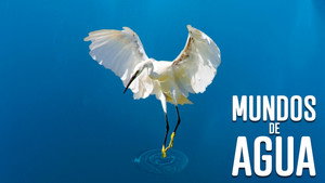 Mundos de agua kép