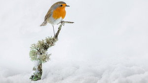 Winterwatch 13. évad Ep.3 3. epizód