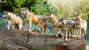Animal Park 22. évad Ep.13 13. epizód
