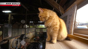 A Cat's-Eye View of Japan 1. évad Ep.13 13. epizód