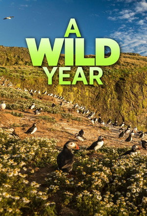 A Wild Year poszter