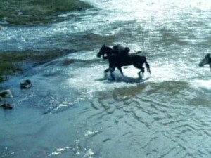 Gunsmoke 16. évad Ep.1 1. epizód
