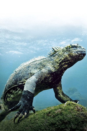 Galápagos - David Attenborough sorozata poszter