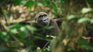 The Wild Ones 1. évad Ep.5 Gorillák