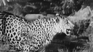 Sheena: Queen of the Jungle 1. évad Ep.15 15. epizód