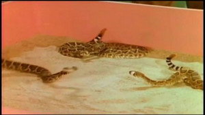 Mutual of Omaha's Wild Kingdom 1. évad Ep.9 9. epizód