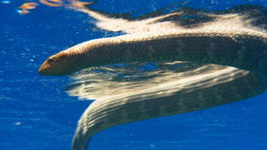 Ocean Odyssey: The Blue Realm 1. évad Ep.2 2. epizód