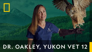 Dr. Oakley házhoz megy kép