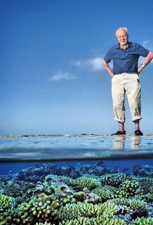 David Attenborough: A Nagy-korallzátony poszter