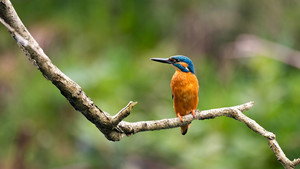 Springwatch 21. évad Ep.3 3. epizód