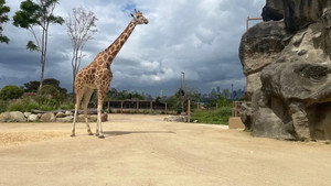 Taronga: Who's Who in the Zoo 4. évad Ep.1 1. epizód