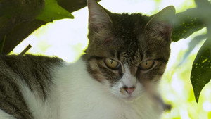 A Cat's-Eye View of Japan 4. évad Ep.12 12. epizód