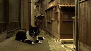A Cat's-Eye View of Japan 5. évad Ep.7 7. epizód