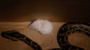 The Real World 14. évad Ep.14 14. epizód