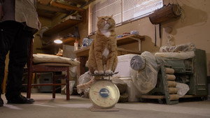 A Cat's-Eye View of Japan 5. évad Ep.10 10. epizód