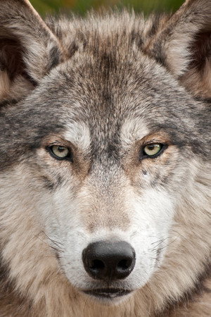 Land of the Lost Wolves poszter